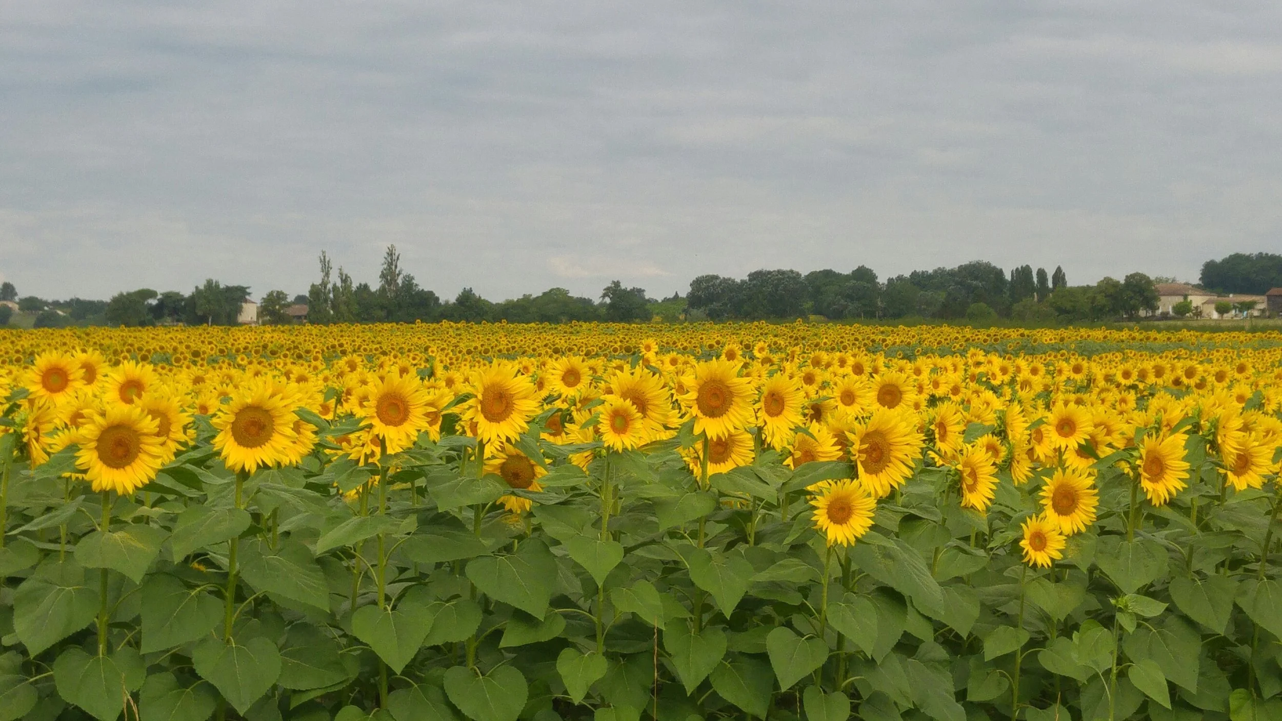 local Aquitaine sunflowers