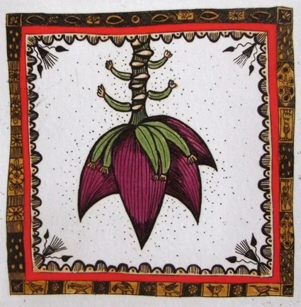 ladyfinger hand coloured etching 10 x 10cm