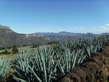 Paisaje-Agavero-mexico.jpg
