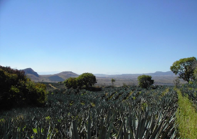 Agave-tequila.jpg