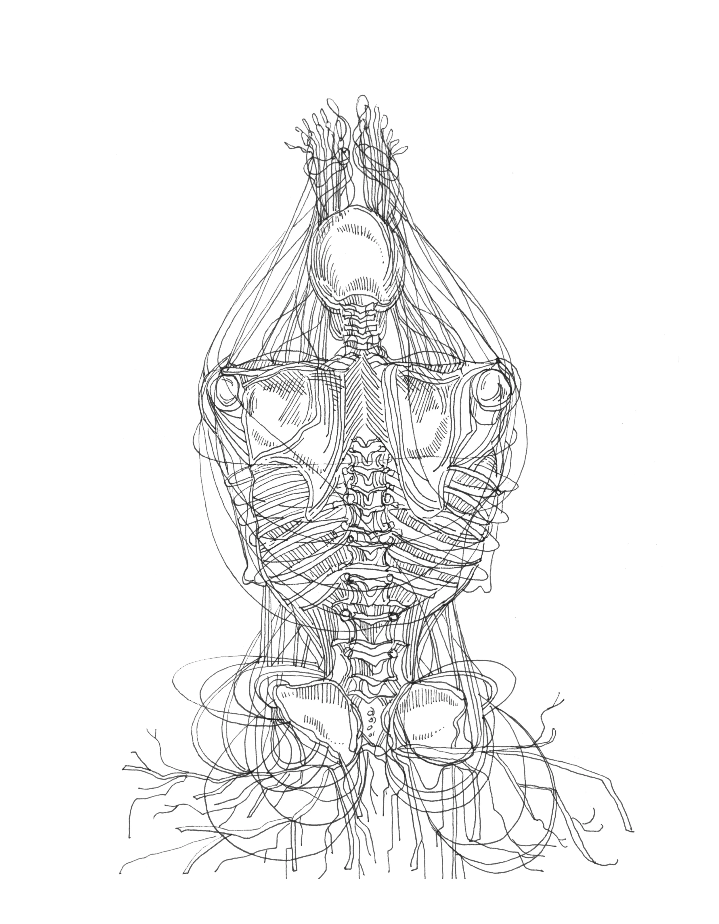 sarah pierroz yoga sketches forward bend.jpg