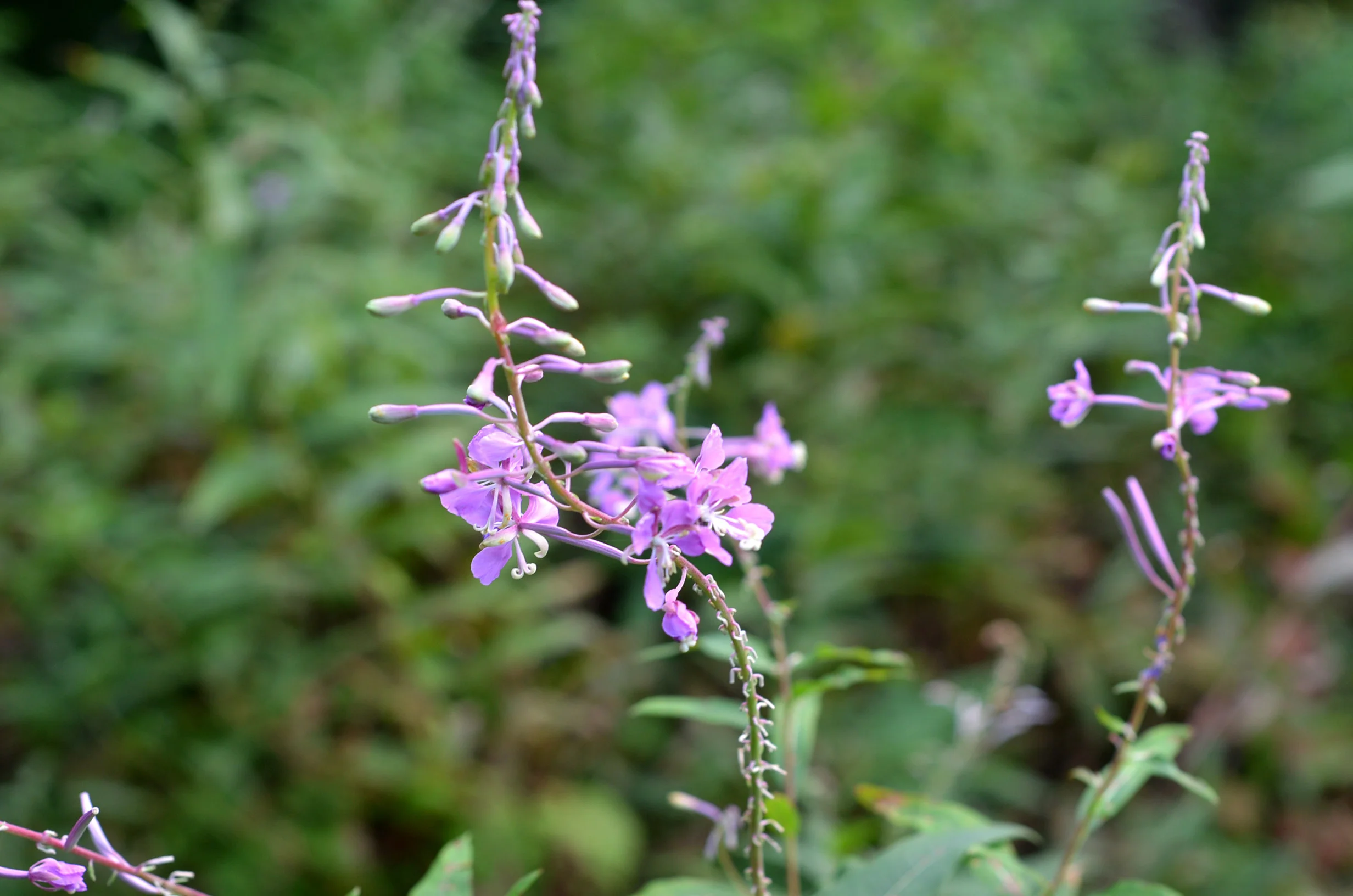 QUETICOPierrozSPI_2910.jpg