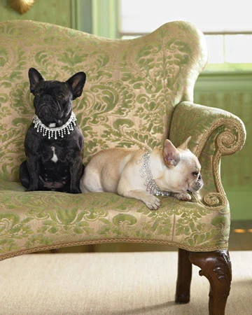 dogs
