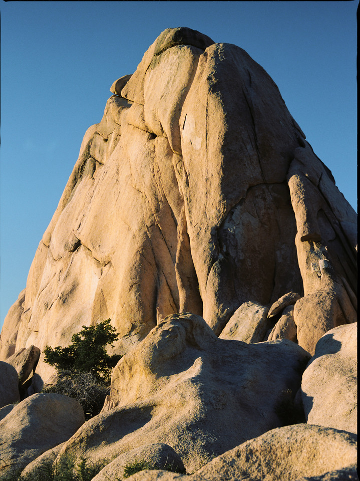 Joshua Tree