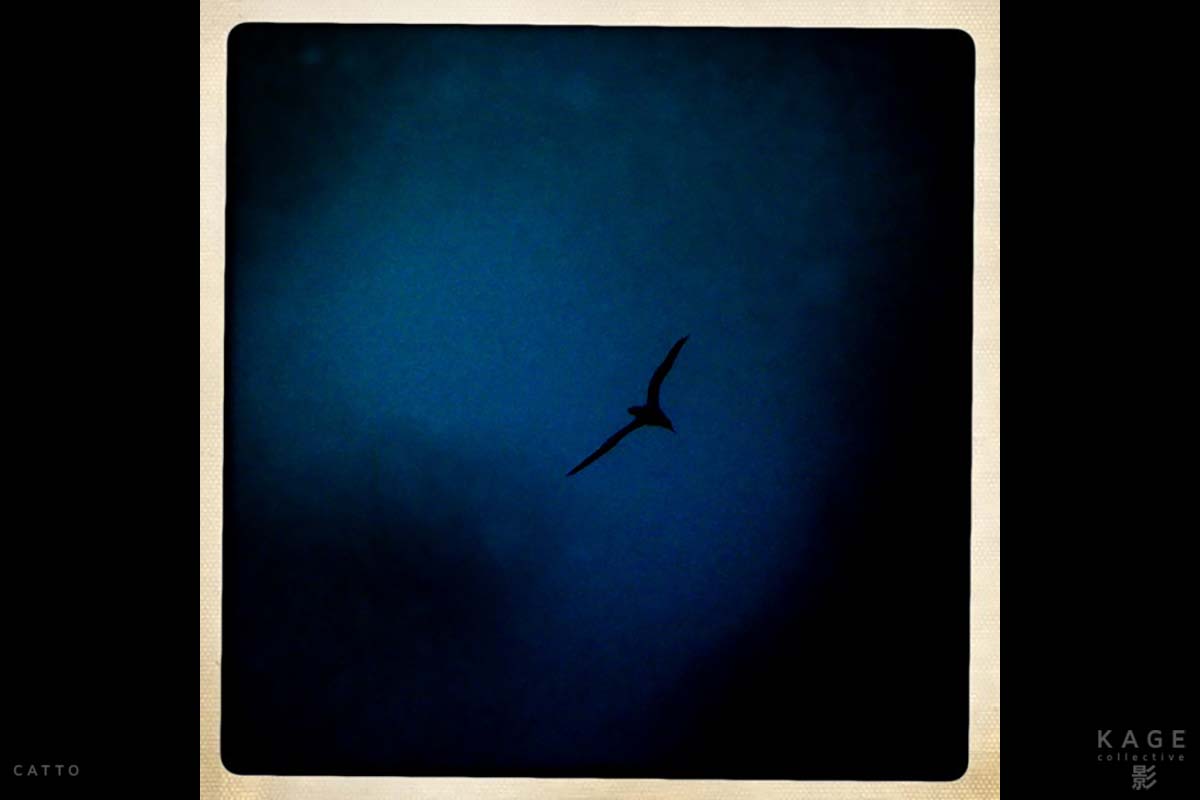 Gannet Colony, Newfoundland Canada with Hipstamatic for iPhone 3G.