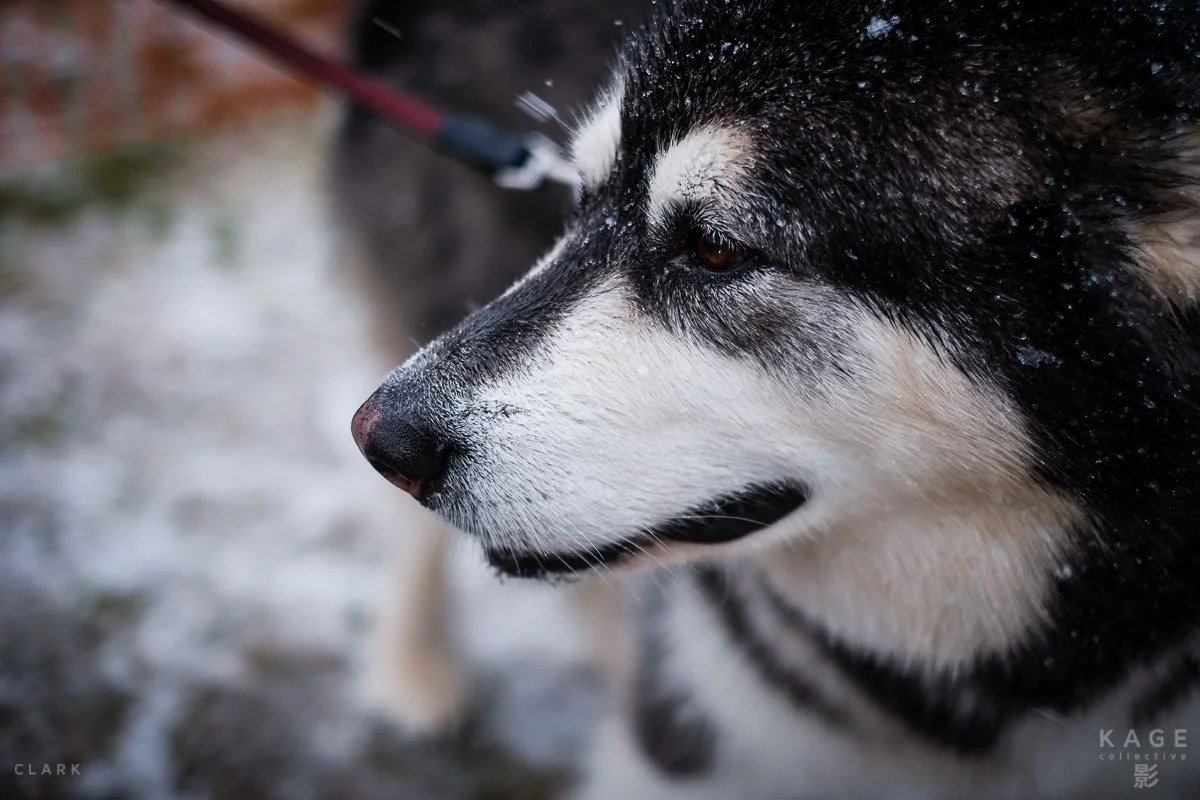 Running With The Pack
