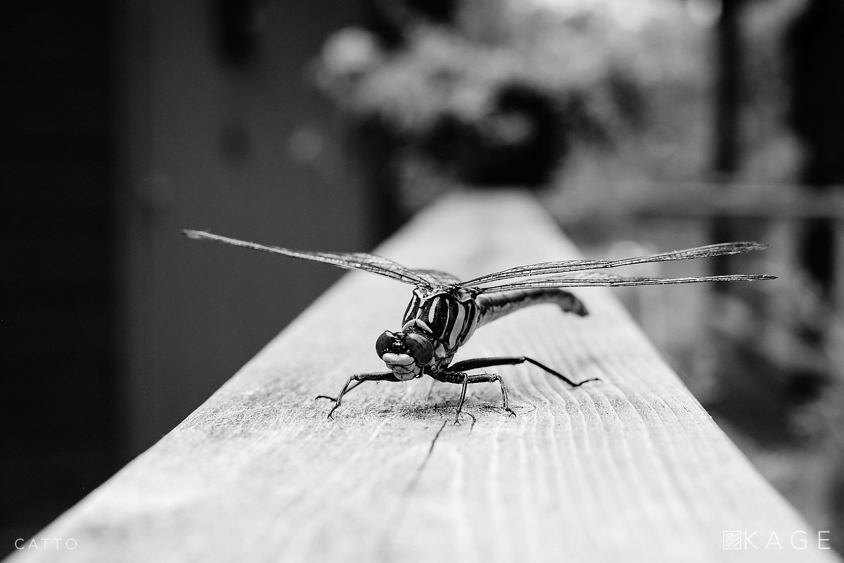 Dragonhunter