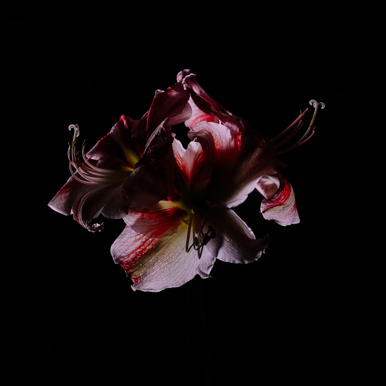 DSCF9222-2-w.jpg