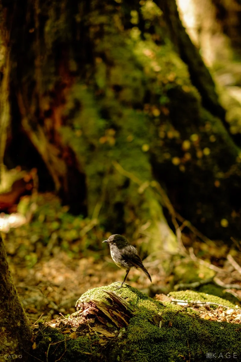 Toutouwai (New Zealand Robin), near Paradise