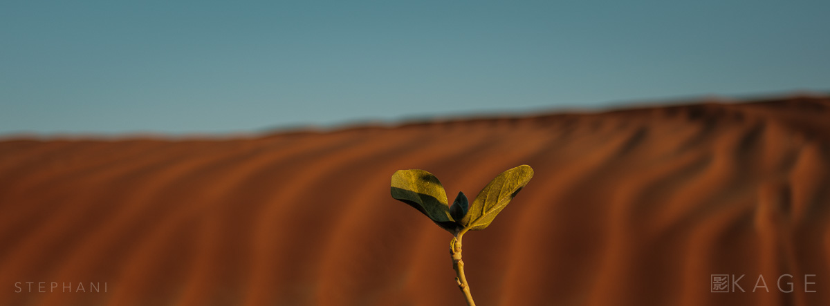 STEPHANI-desert-18.jpg