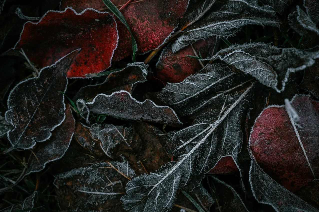 DSCF9611-2-w.jpg