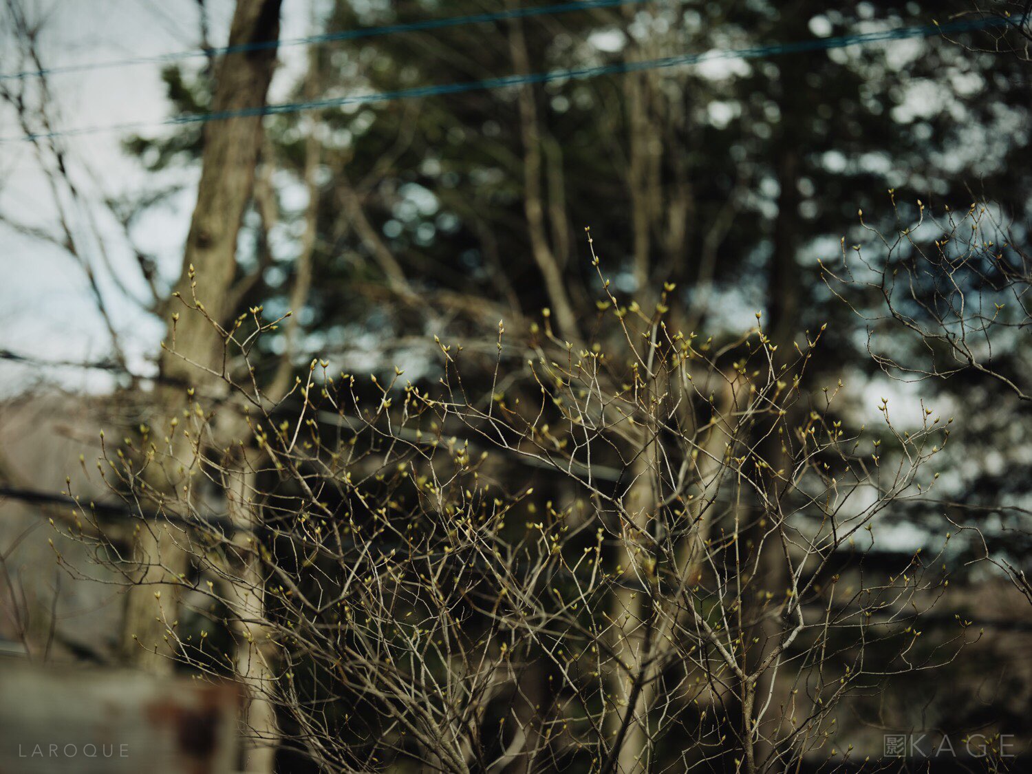 Buds Patrick La Roque | GFX 50S, 1/1250 at f/2, ISO 100.