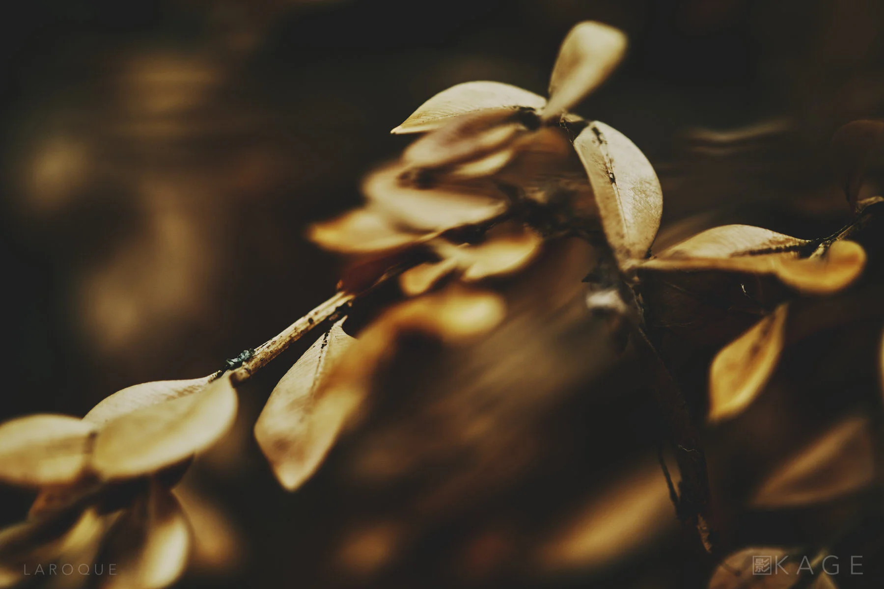 Definition 017 | Seedling