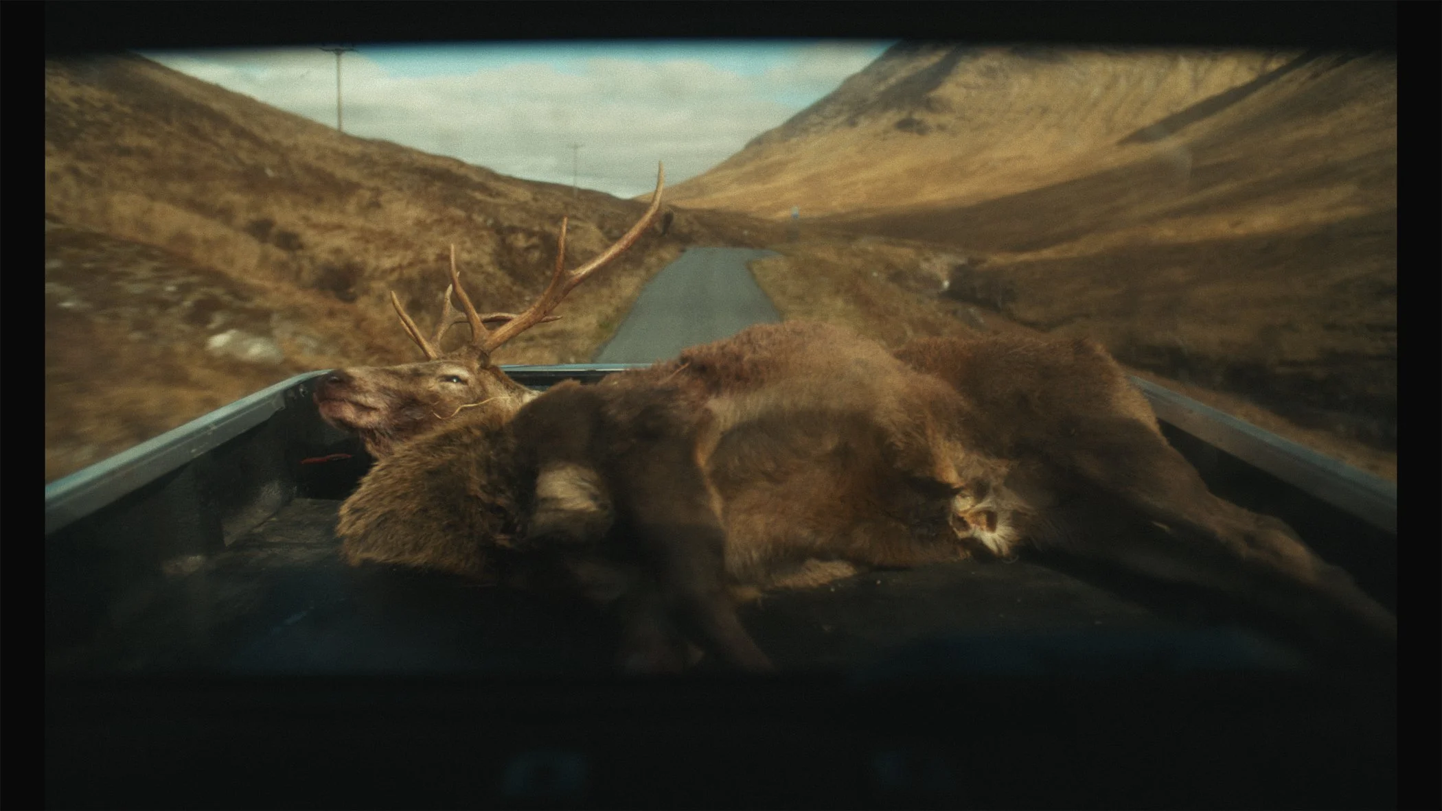 Deer in pickup.jpg