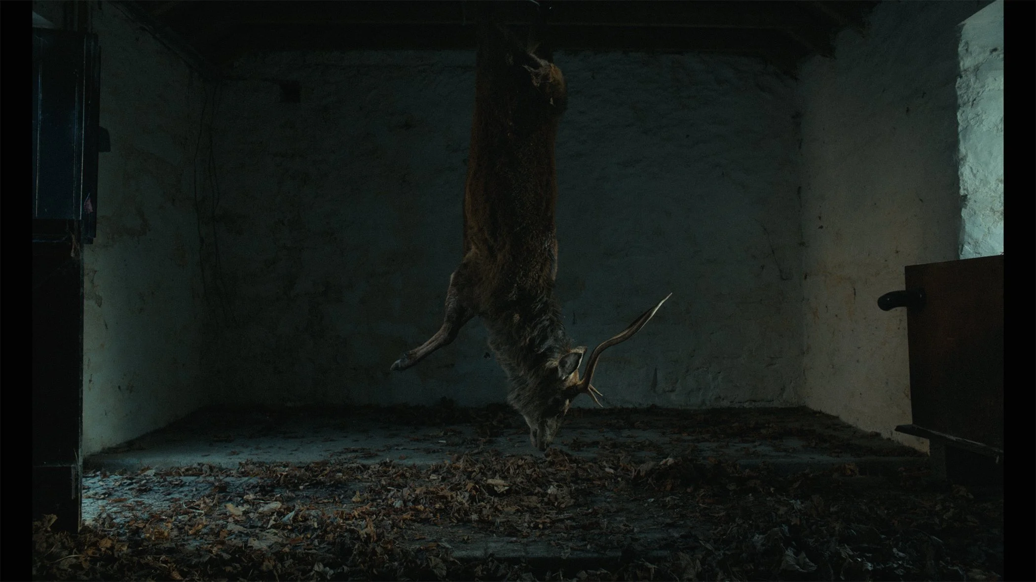 DEER Hanging.jpg