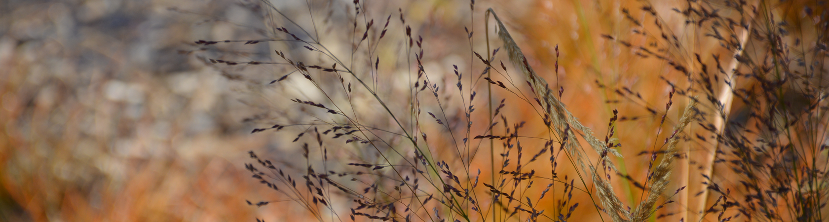 WEB_SOlutions_banner_1680x450.png