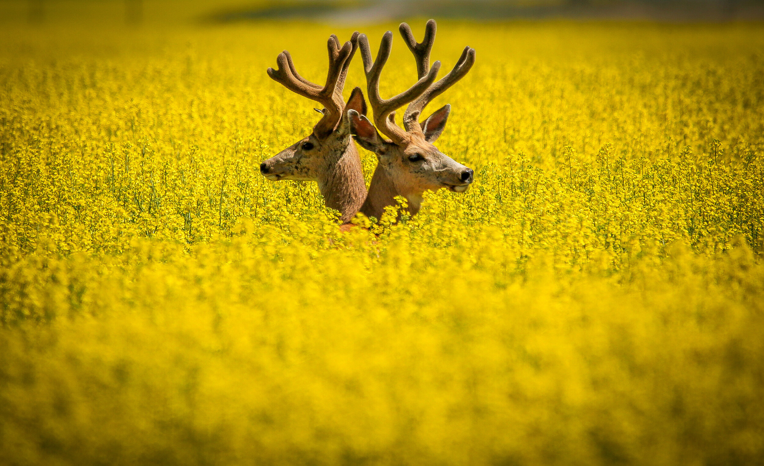  Mule deer bucks in a canola field near pincher creek, Alberta on July 14, 2020. 