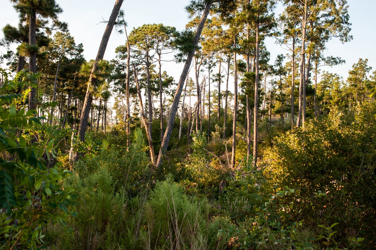 Walter_20161008_5911.jpg