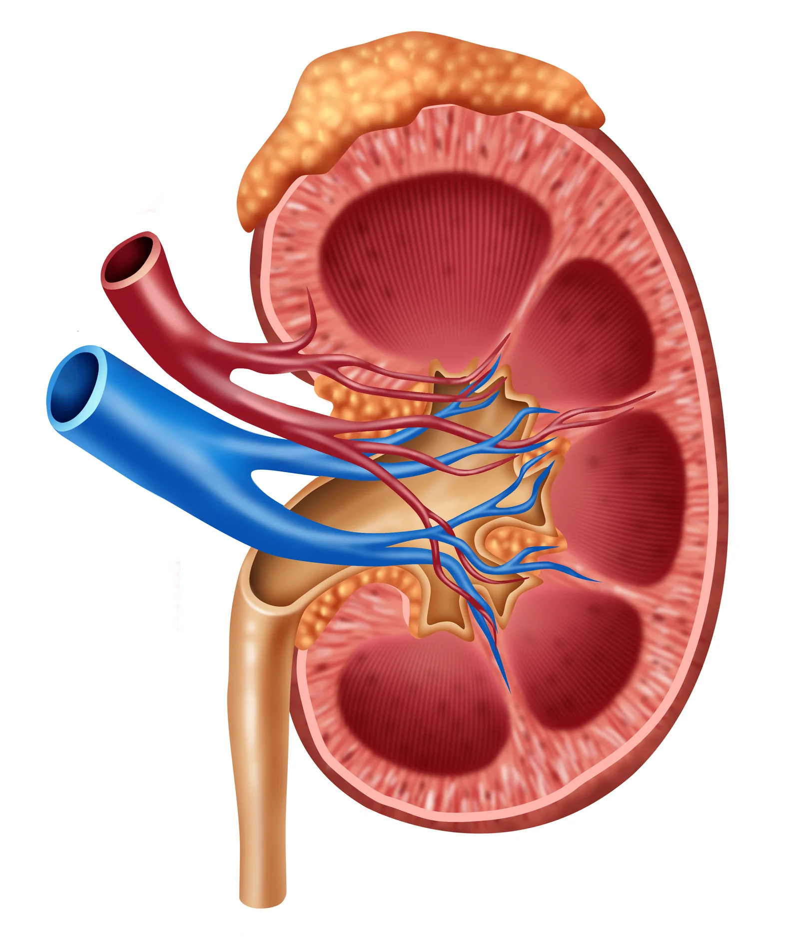 DT Kidney.jpg