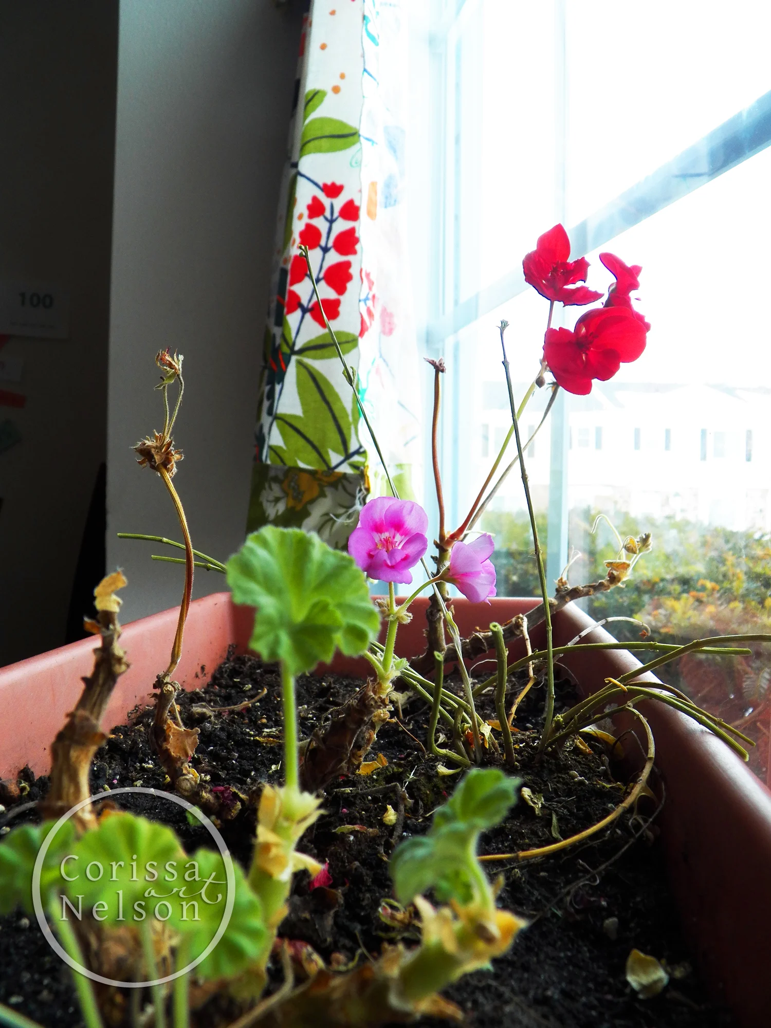 geraniums water.jpg