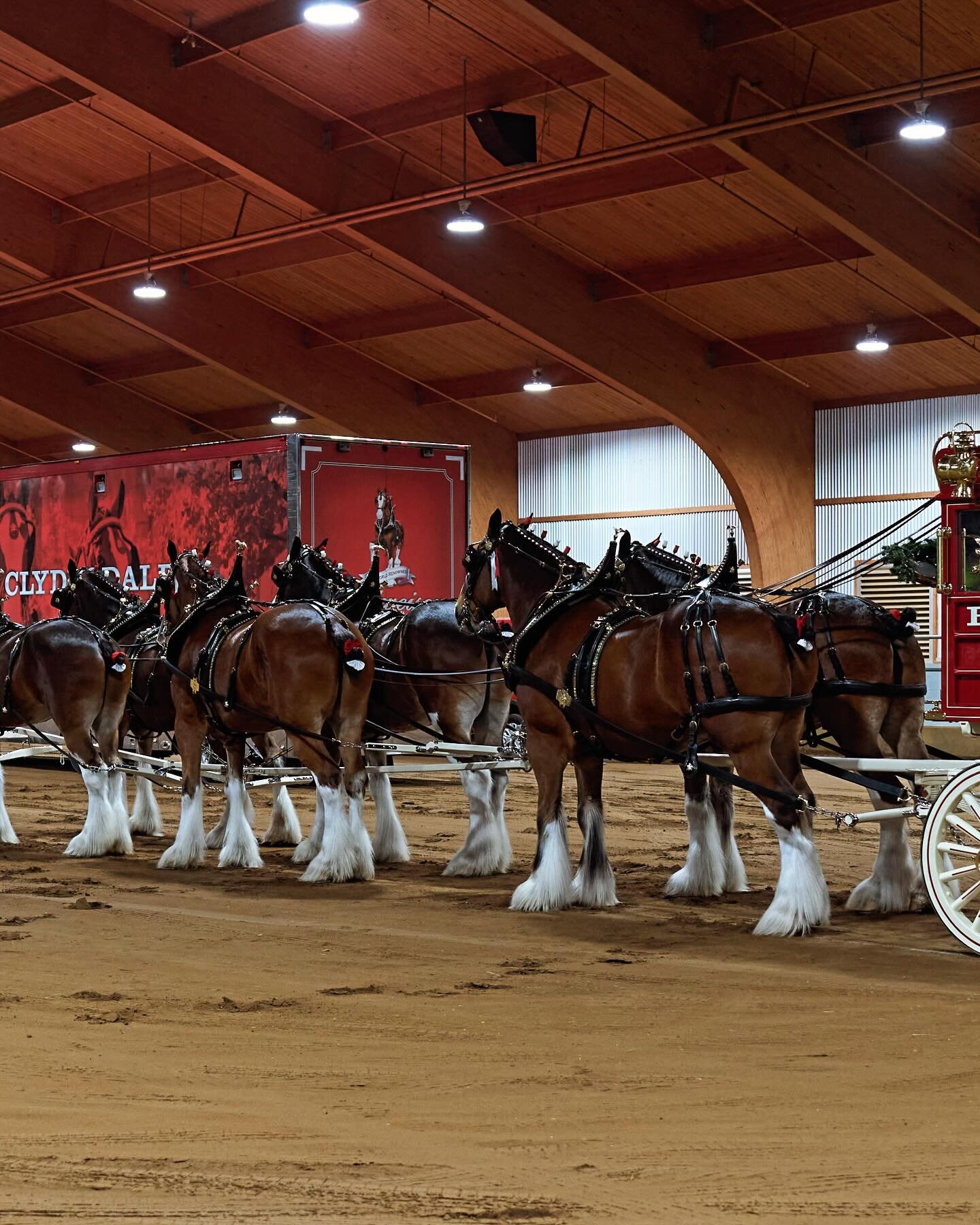 And just when you thought the week couldn&rsquo;t get any better after beating Duke&hellip;Budweiser calls and wants you to shoot the Clydesdales&hellip;it&rsquo;s definitely been a good week!!