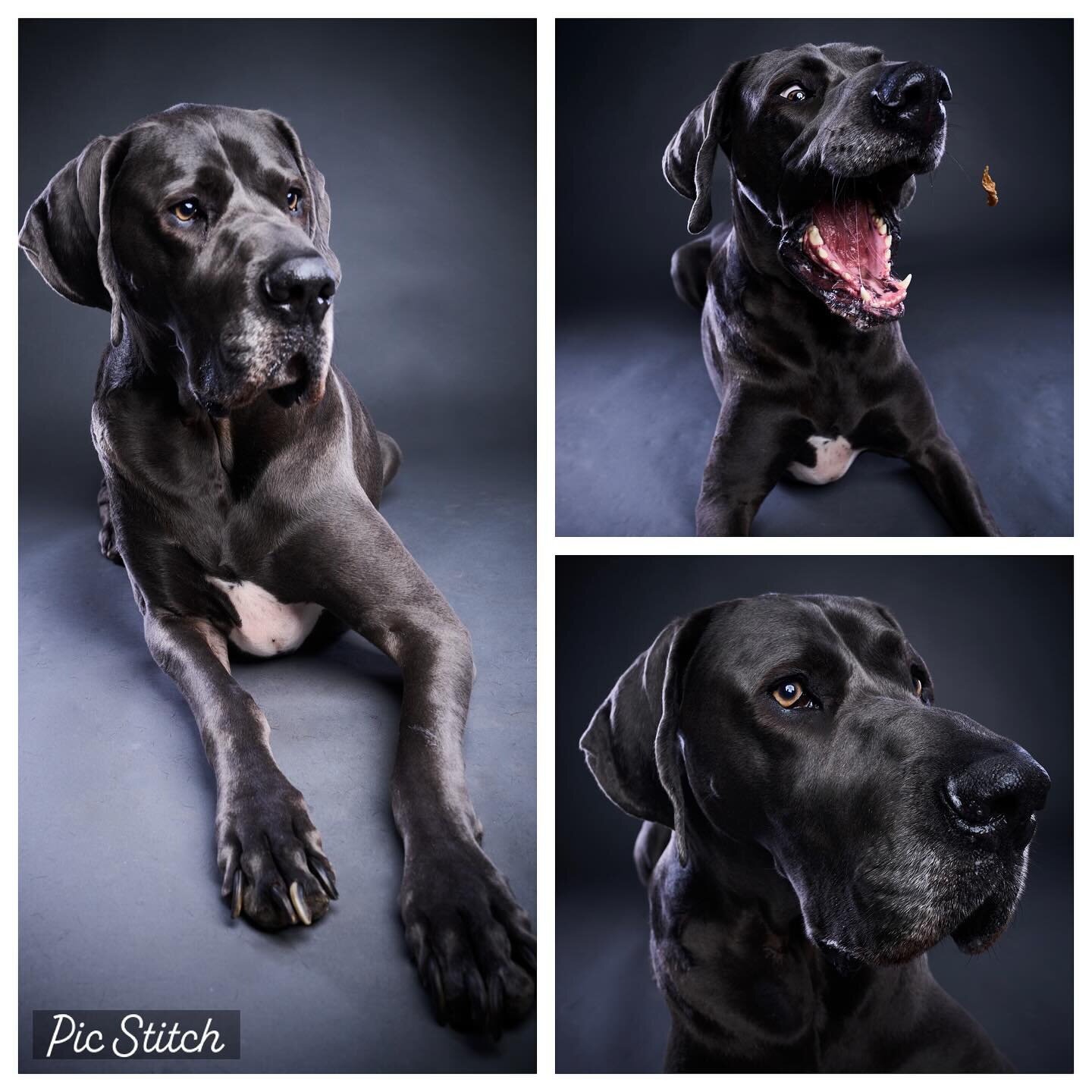 Meet Apollo&hellip;he rocked the @ziplinestudio promo shoot today. Want pics like these of your pet? Announcement coming soon!