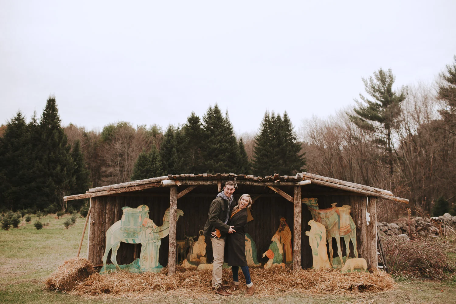 Boston Christmas Tree Farm Engagement Session