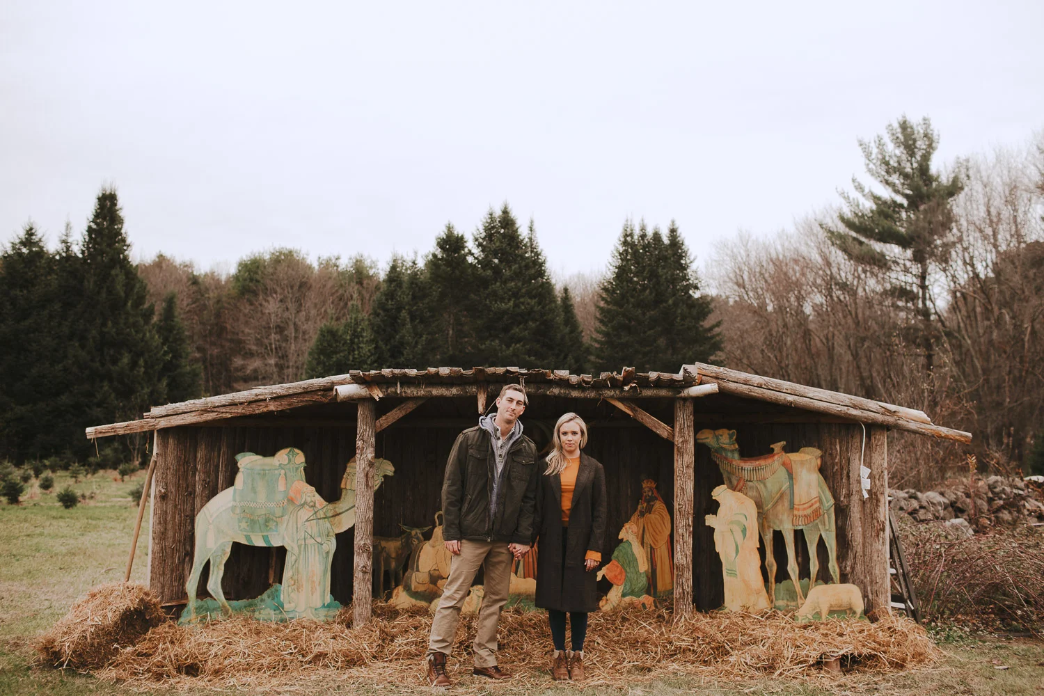 Boston Christmas Tree Farm Engagement Session
