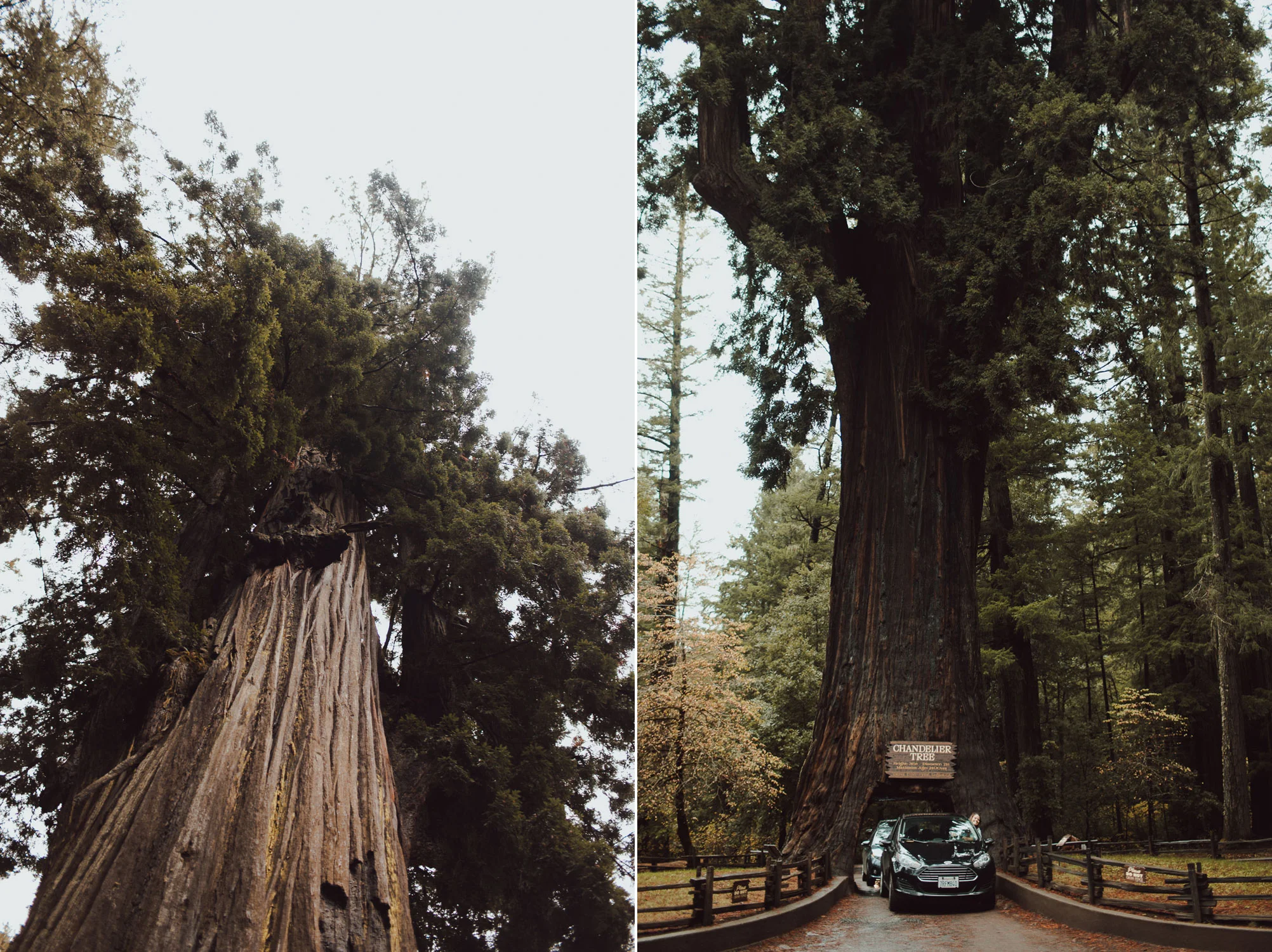 Red Tree Forest Getaway Photography