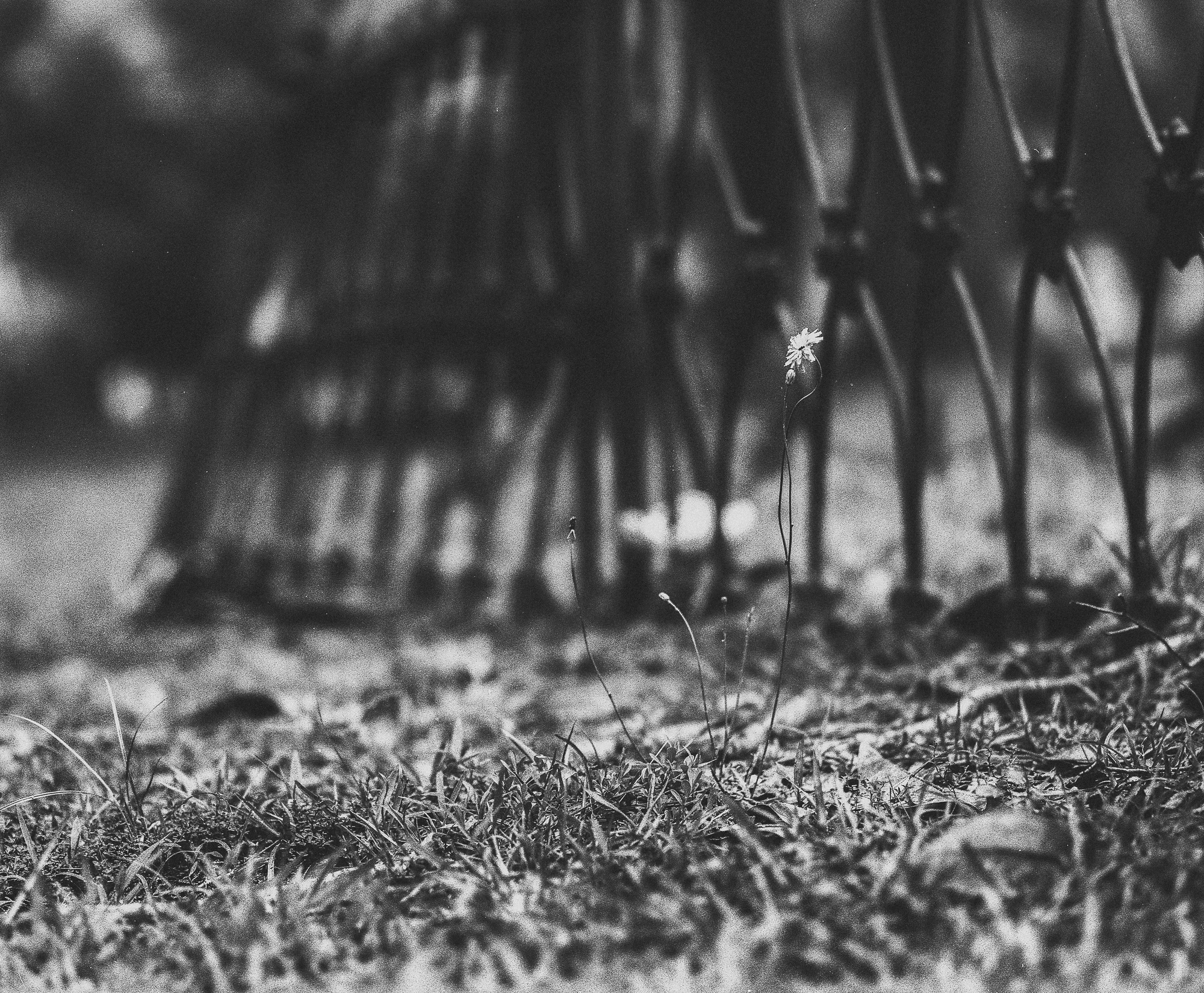 cemetery-2.jpg