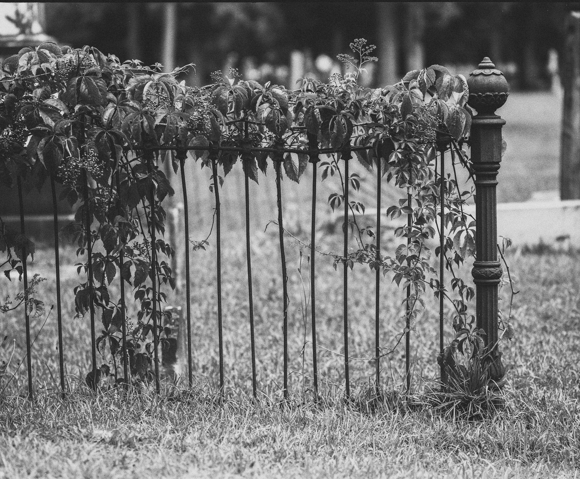 cemetery-8.jpg