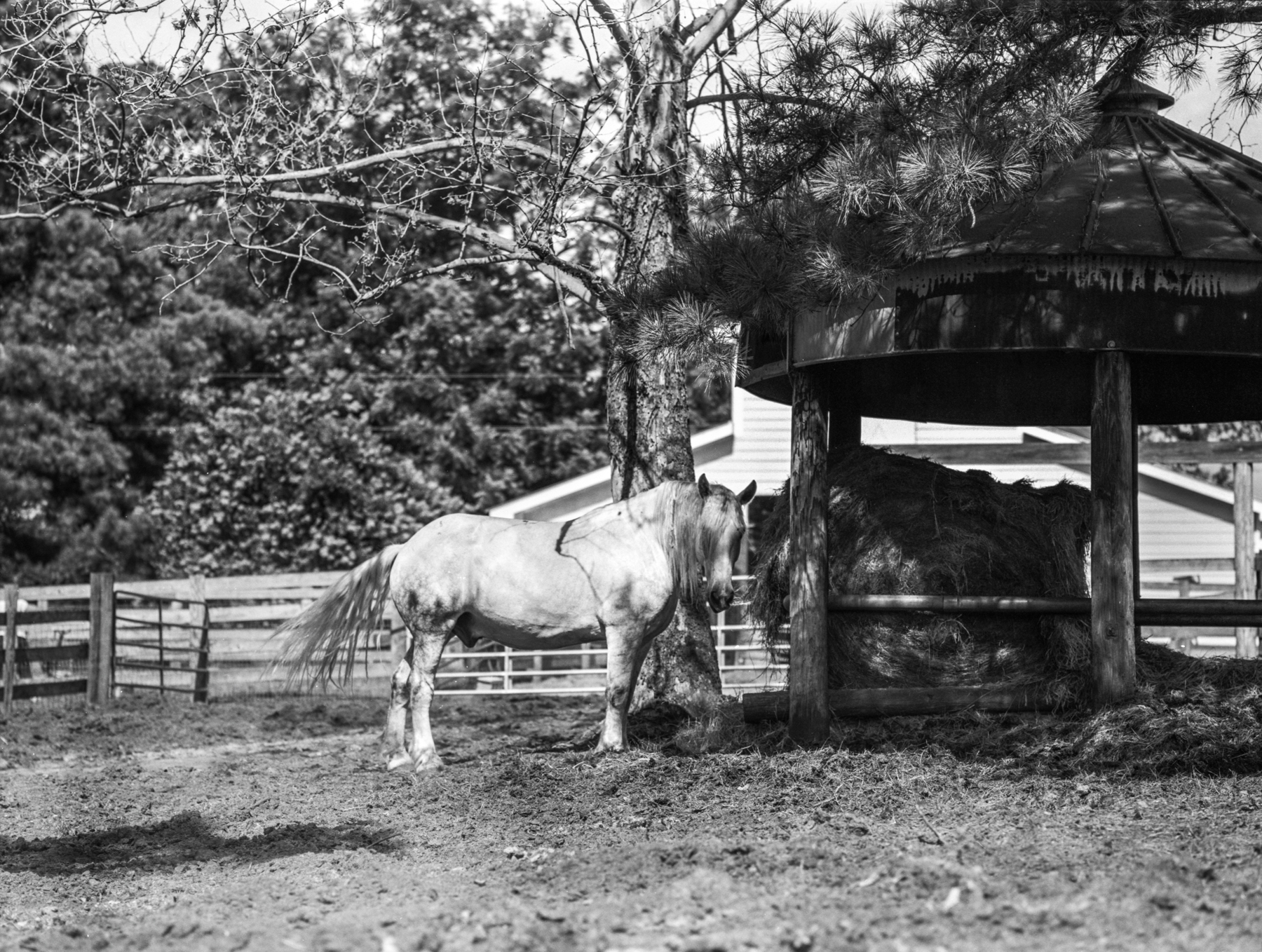 Gilis farm-1-2.jpg