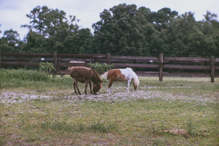 little horses -04827.jpg