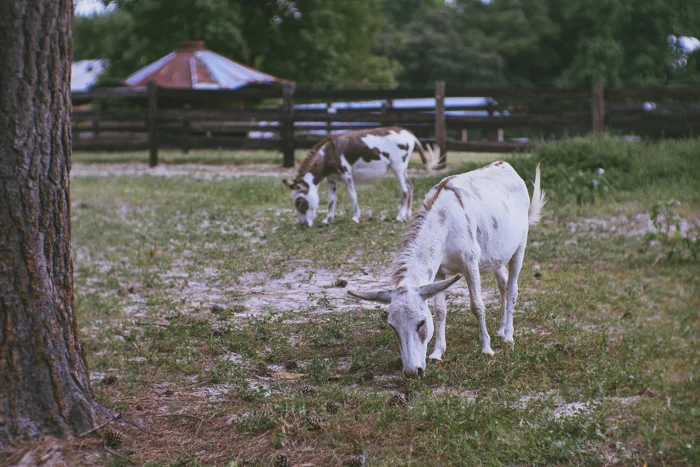 little horses -04831.jpg
