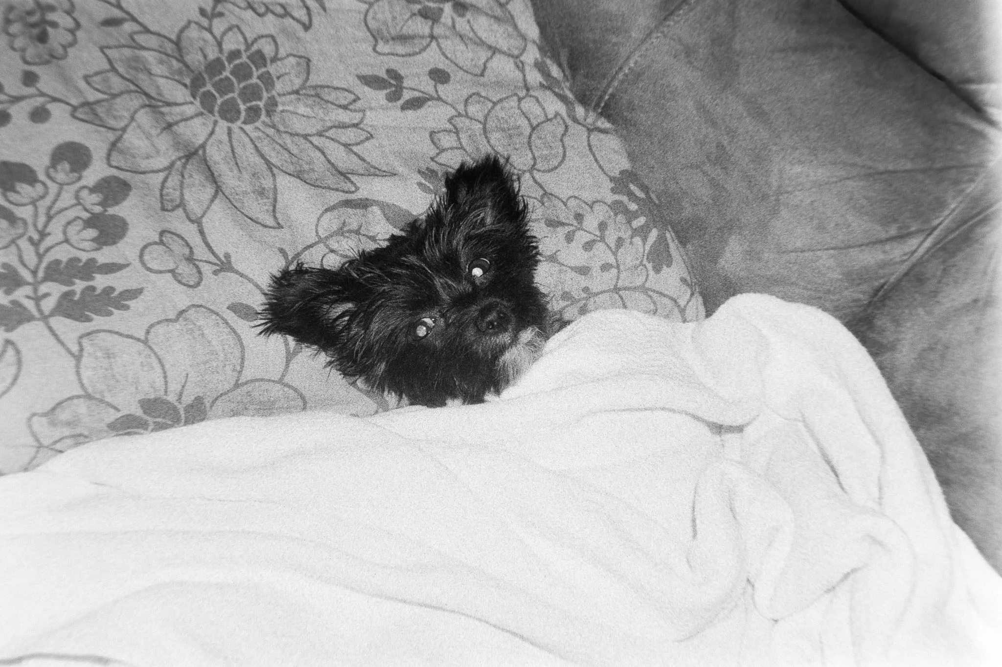Camera: Minolta CLE Lens: 40mm M Rokkor Film: HP5+ plus rated at 800