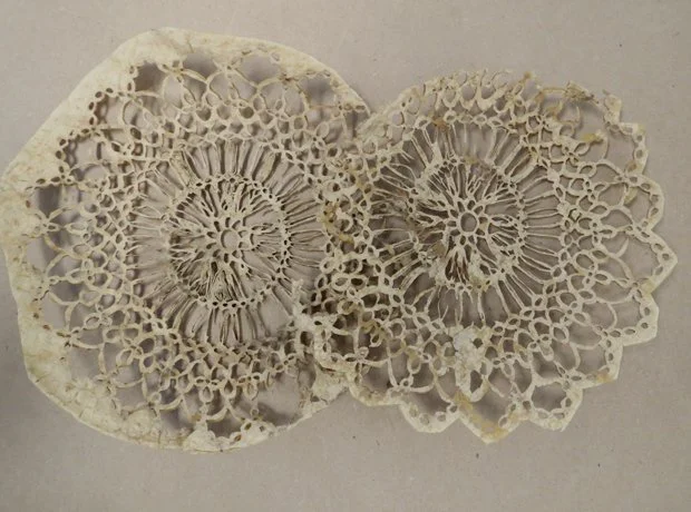 tortilladoilies.jpg
