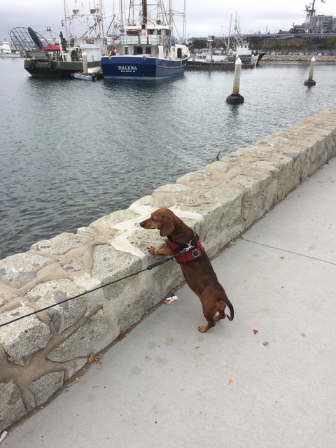 Saylor, checking out the San Diego harbor, and enjoying the view. Such a dog’s life!