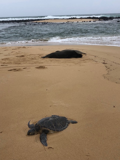 Two for one: monk seals in the background, sea turtle in the foreground. What a treat!!
