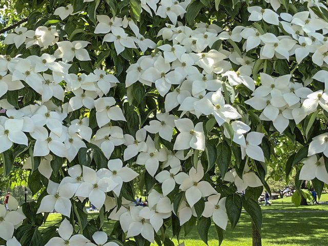 Dogwoods are lovely too . . . 