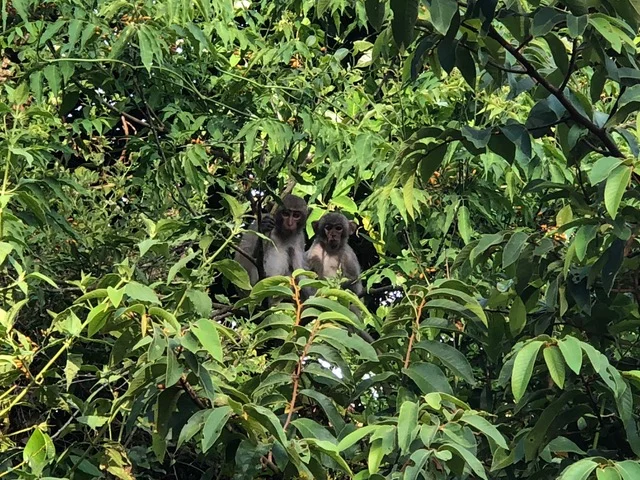 Monkeys!! LOVE!!