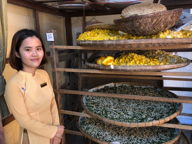Raw silk worms are being grown as part of the processing of raw silk in HoiAn.