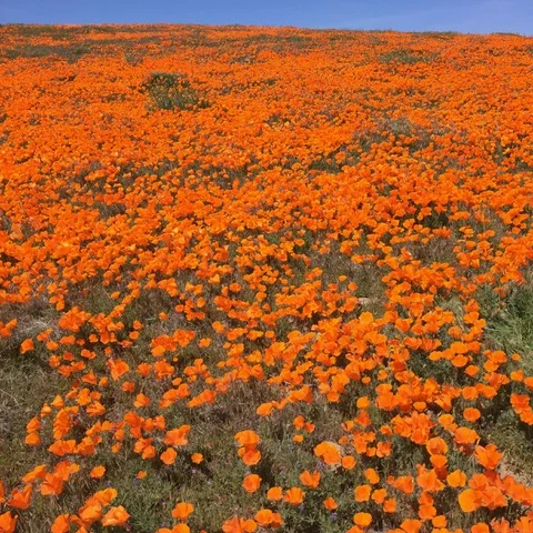 Super Bloom, Super Trip