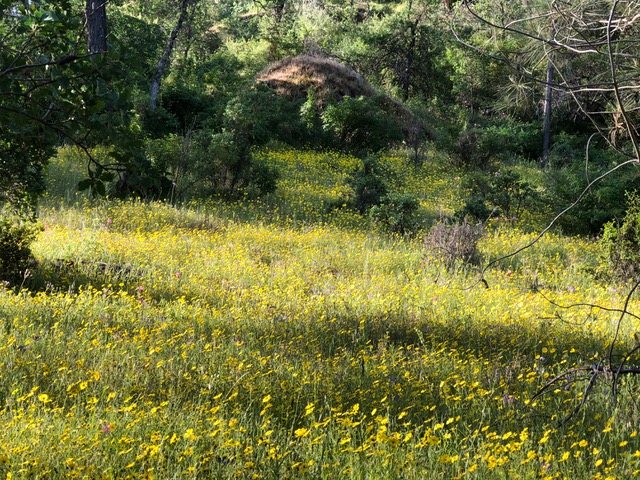 A short hike in Richardson Springs kind of looked “super bloomy.”