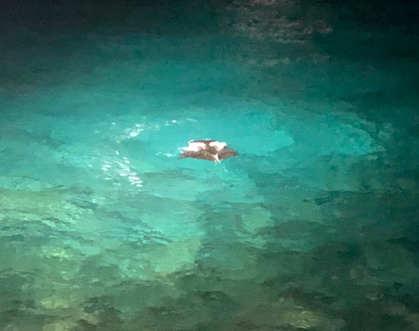 A most amazing exclamation point: watching for manta rays at “Rays on the Bay,” we almost gave up after watching for 30 minutes and seeing nothing, and THEN: this guy showed up and gave us a 10-minute “dance recital.” We were mesmerized.