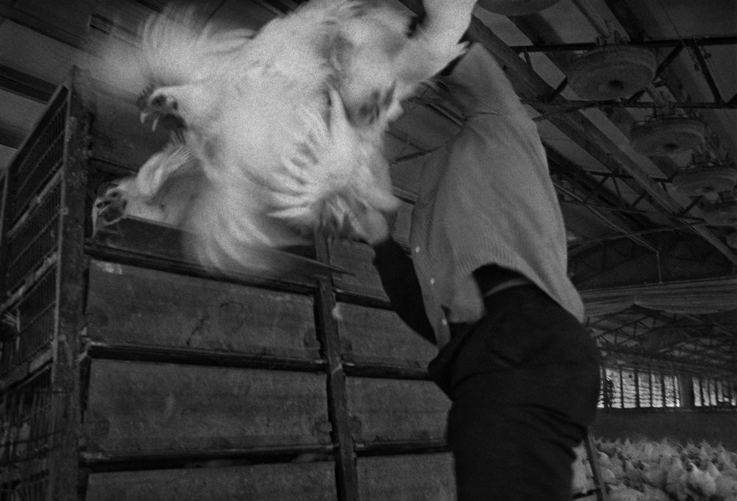 Chickencatcher, Samson, Alabama, 1994 from Way of Nature, Way of Grace