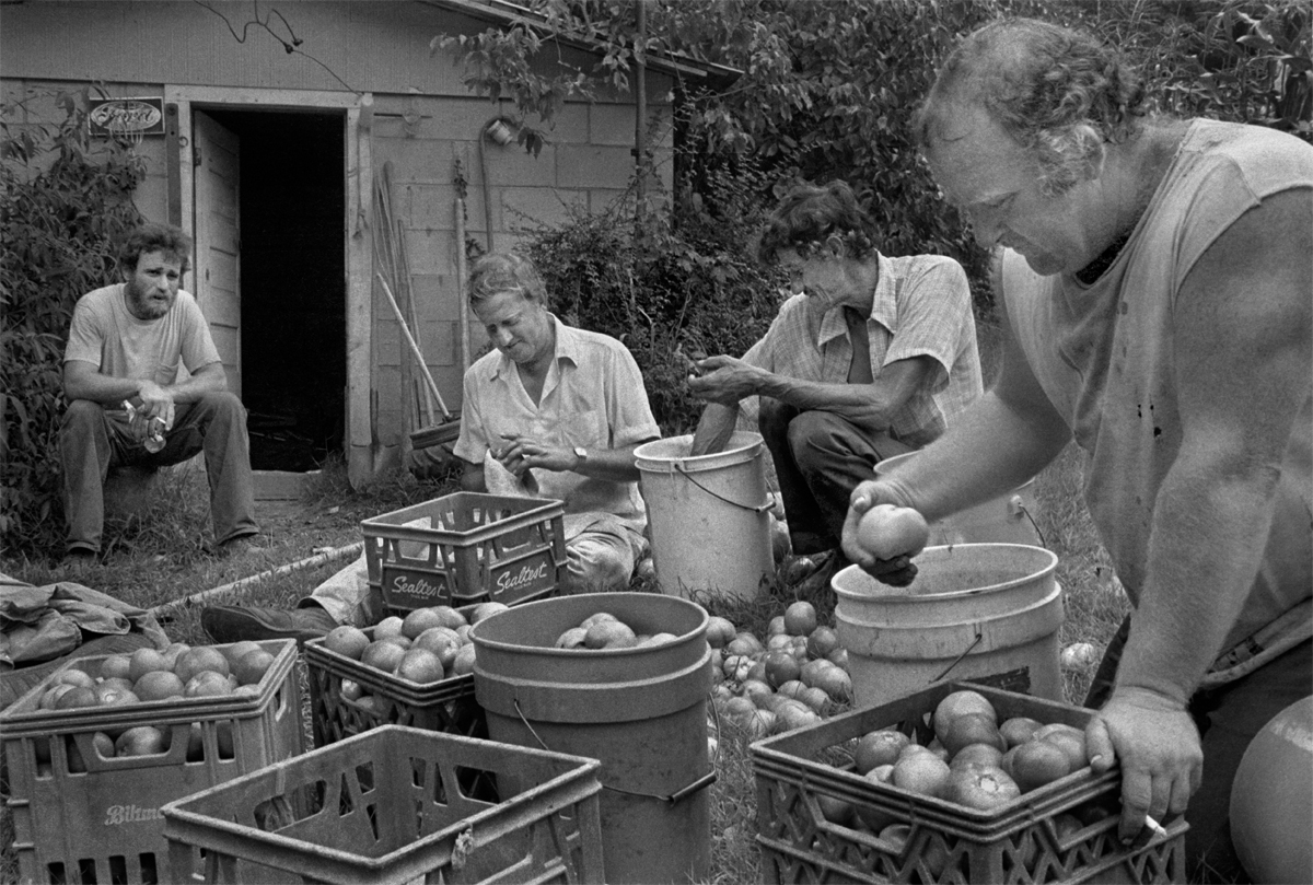 Culling and Cleaning, Big Pine, 1981.