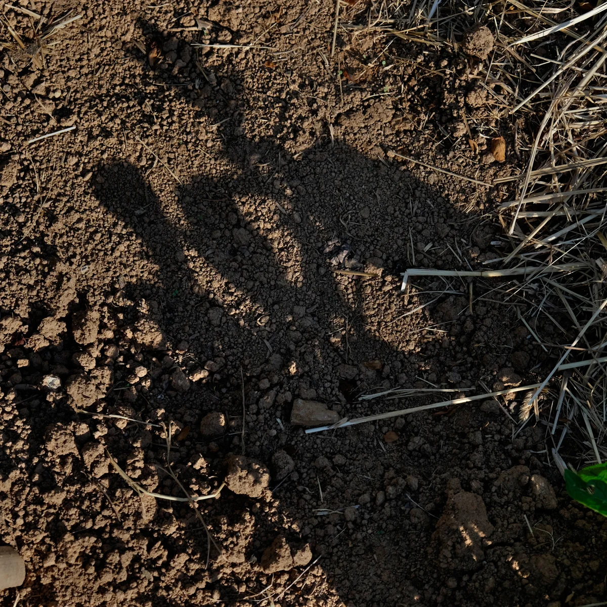 Dirt in our Garden with Potato Plant Shadows, PawPaw, 2014