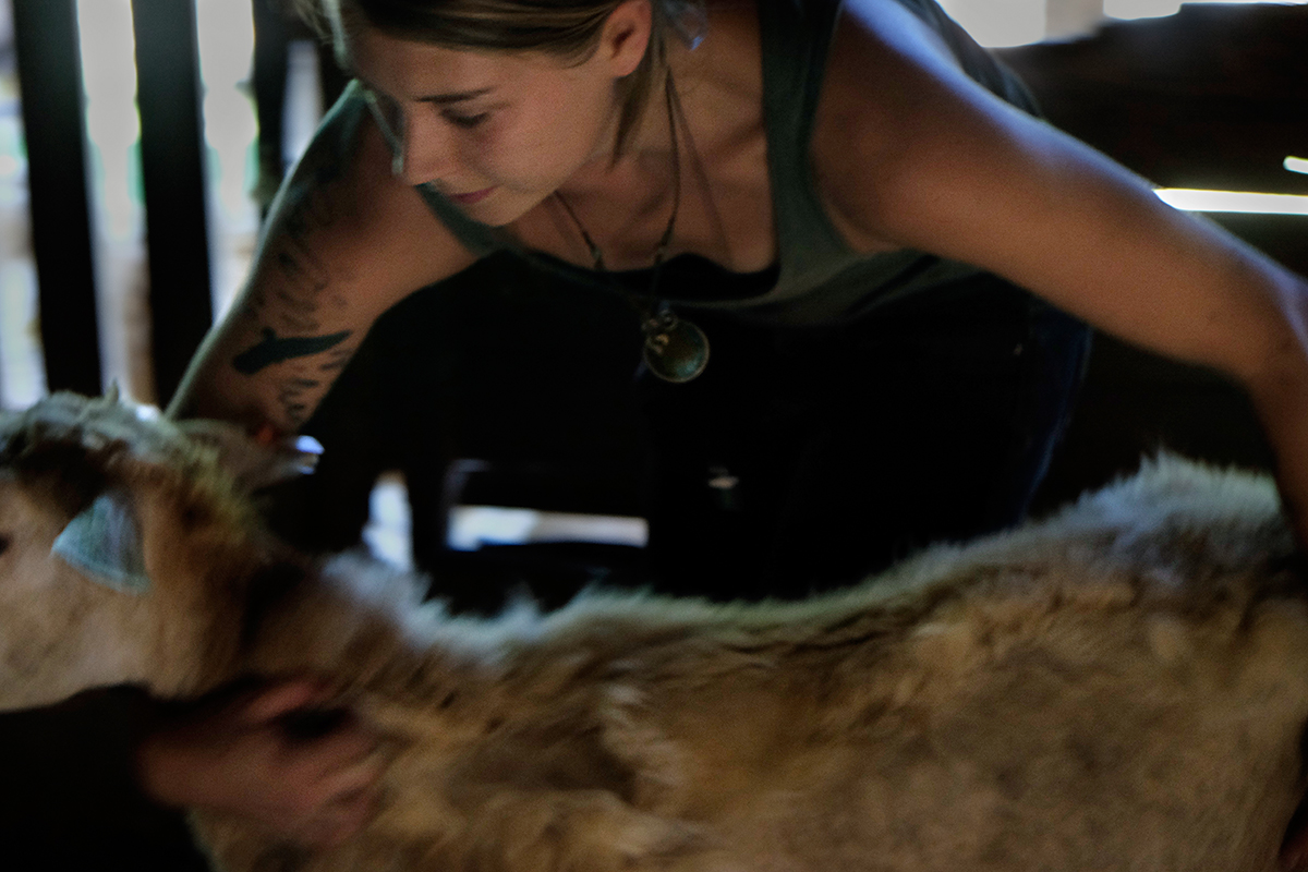 Kelsey Worming Sheep, PawPaw, Madison County, NC 2014