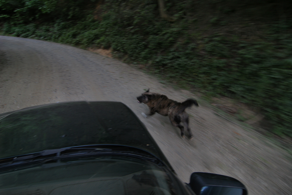 Driving Lessons with Kate, PawPaw, Madison County, NC 2009.