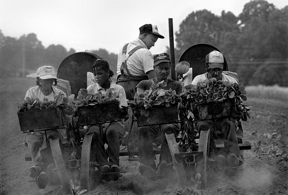 Jim Smyre and Family Planting Tobacco, Harmony, NC, 1987